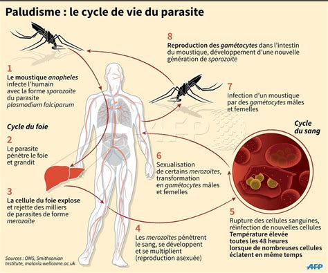 parasite moustique lhomme autres l co pid miologie Reader